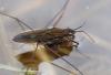 Gerris lacustris